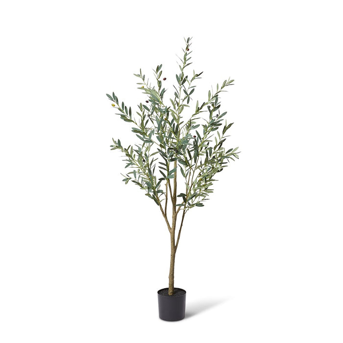 Olive Tree - Grey Green, 180cm (H)