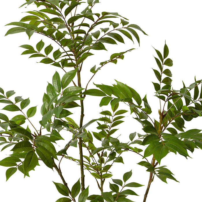 Japanese Lacquer Tree - Green, 133cm (H)