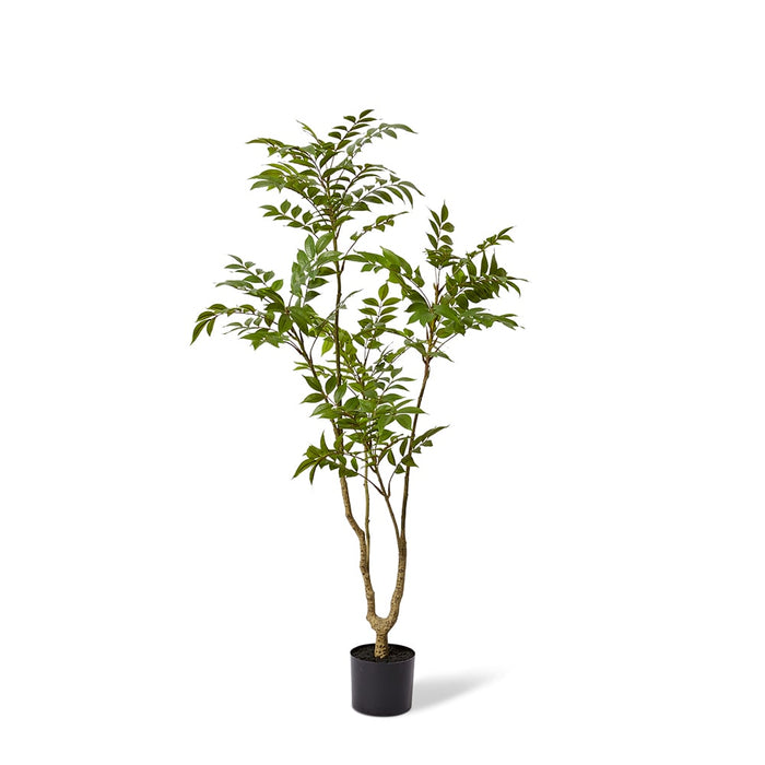 Japanese Lacquer Tree - Green, 133cm (H)