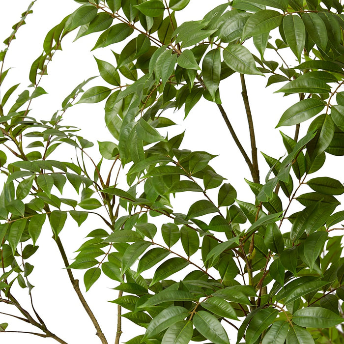 Japanese Lacquer Tree - Green, 220cm (H)