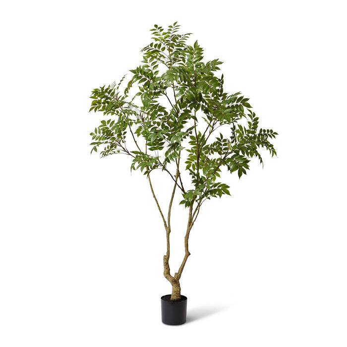 Japanese Lacquer Tree - Green, 220cm (H)
