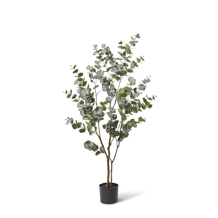 Eucalyptus Tree - Grey Green, 150cm (H)