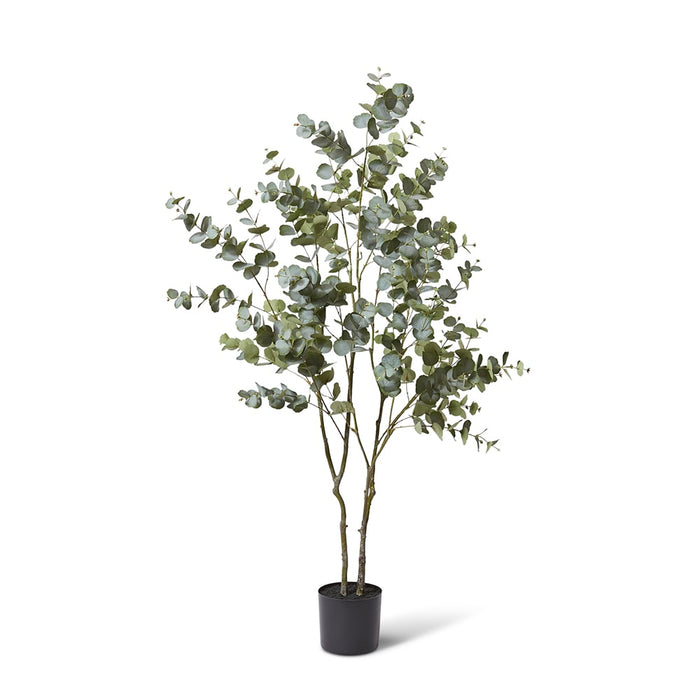 Eucalyptus Tree - Grey Green, 170cm (H)