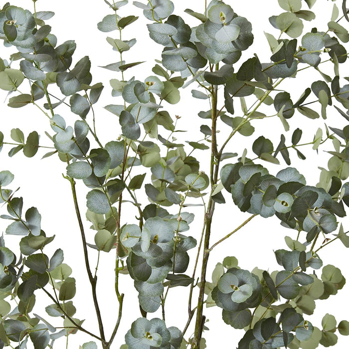 Eucalyptus Tree - Grey Green, 200cm (H)