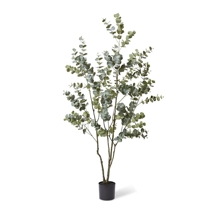 Eucalyptus Tree - Grey Green, 200cm (H)