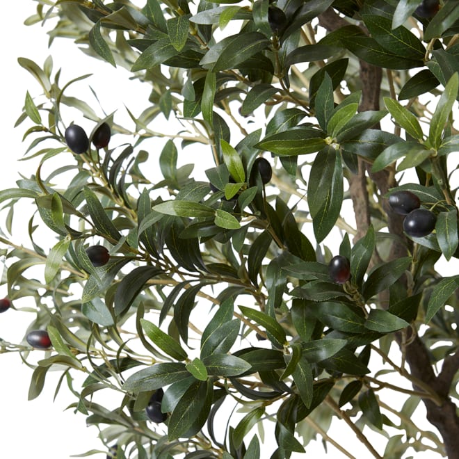 Olive Tree - Green, 300cm (H)
