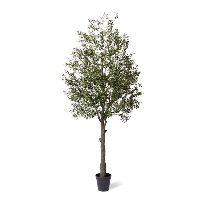 Olive Tree - Green, 300cm (H)