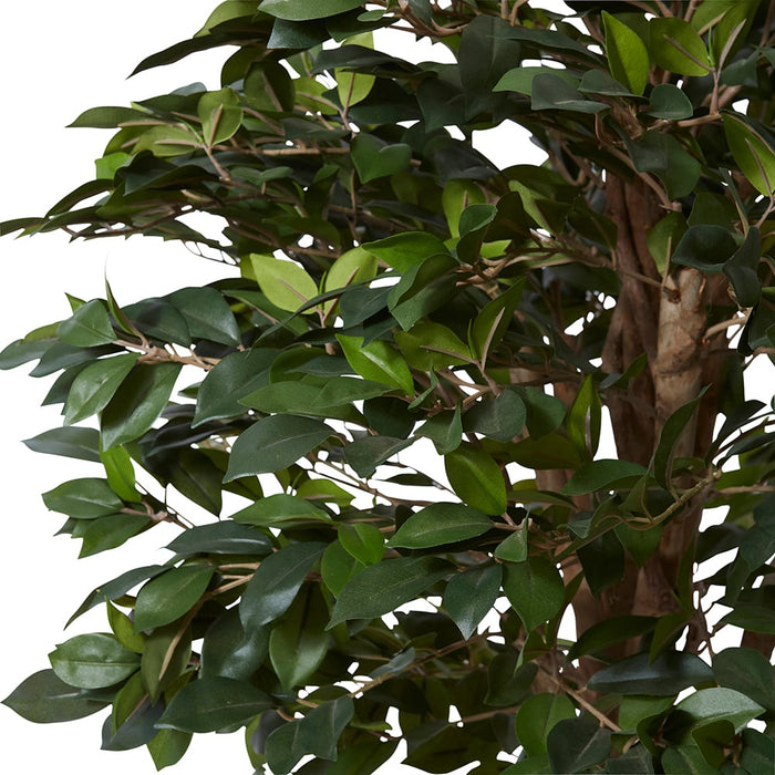 Ficus Retusa Tree - Green, 90cm (H)