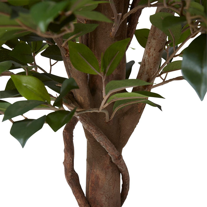 Ficus Retusa Tree - Green, 90cm (H)