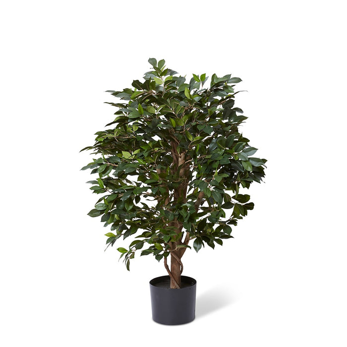 Ficus Retusa Tree - Green, 90cm (H)