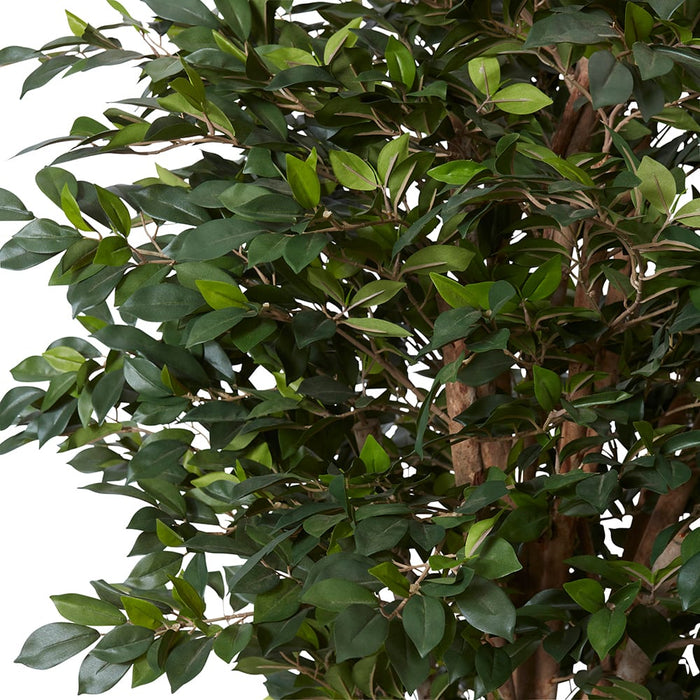 Ficus Retusa Tree - Green, 150cm (H)