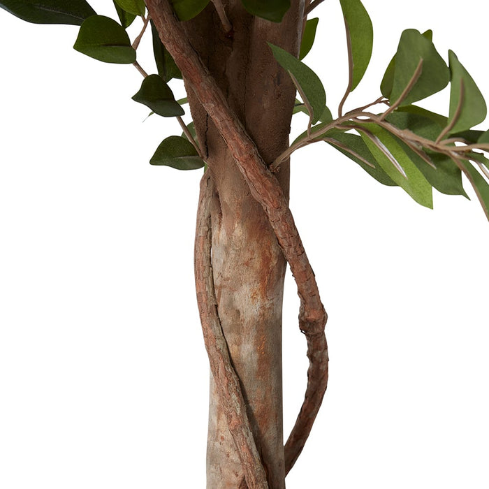 Ficus Retusa Tree - Green, 150cm (H)
