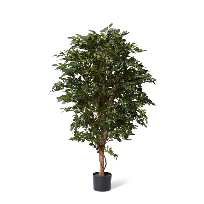 Ficus Retusa Tree - Green, 150cm (H)