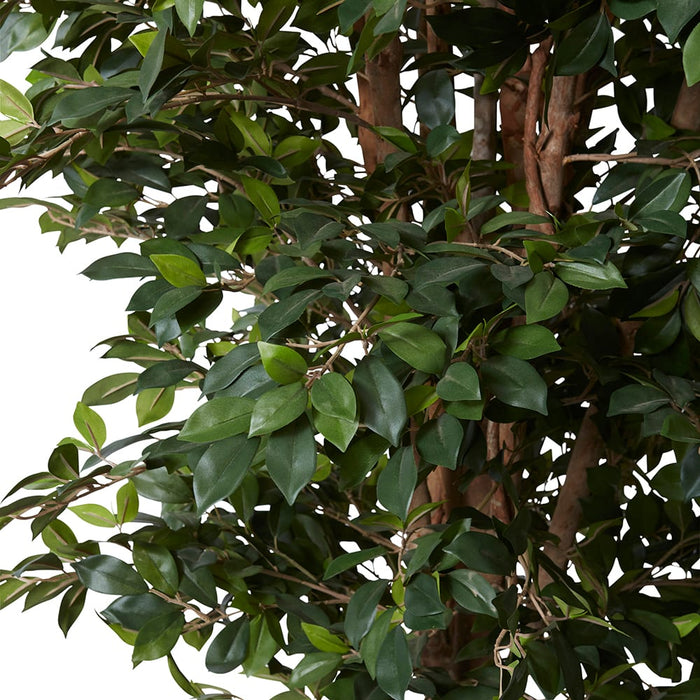 Ficus Retusa Tree - Green, 210cm (H)