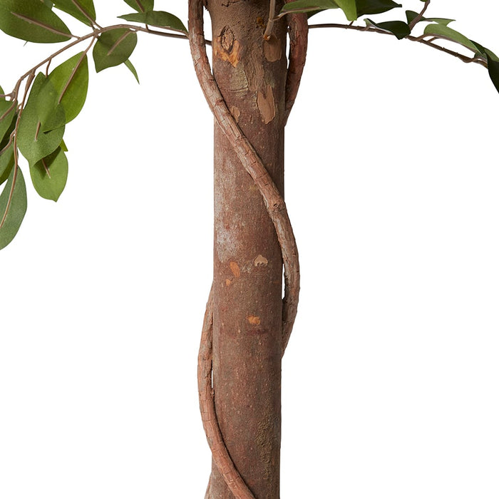 Ficus Retusa Tree - Green, 210cm (H)