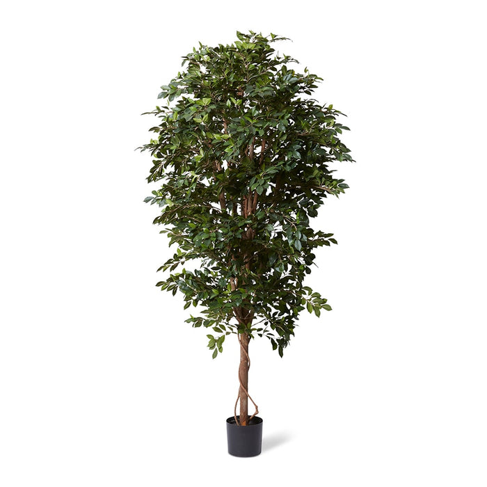 Ficus Retusa Tree - Green, 210cm (H)
