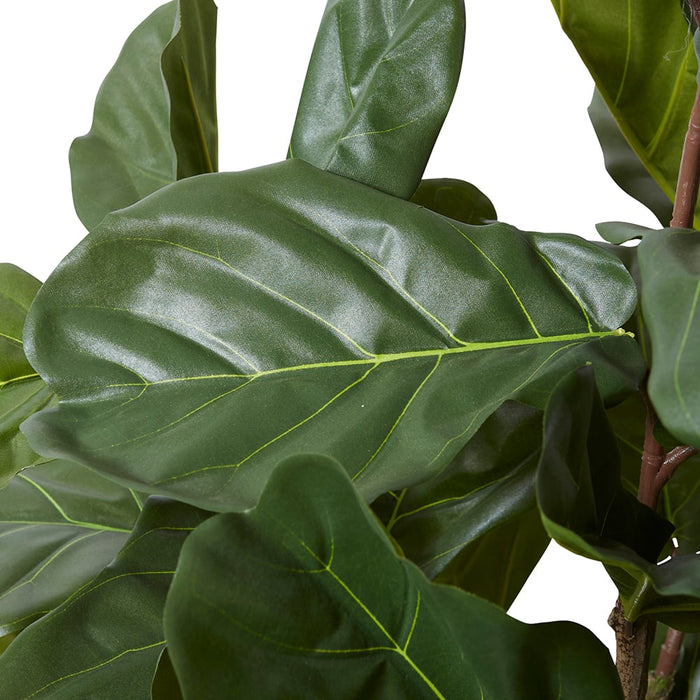 Fiddle Tree - Green, 160cm (H)