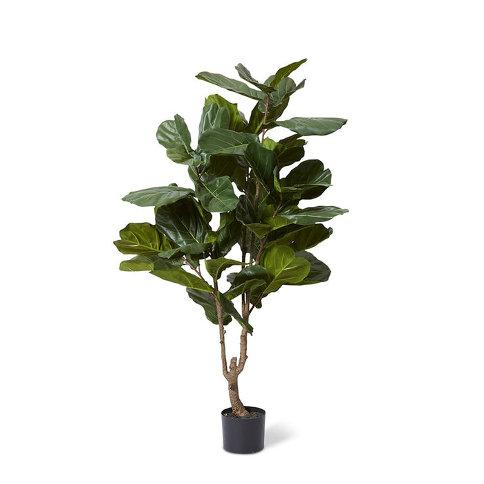 Fiddle Tree - Green, 160cm (H)