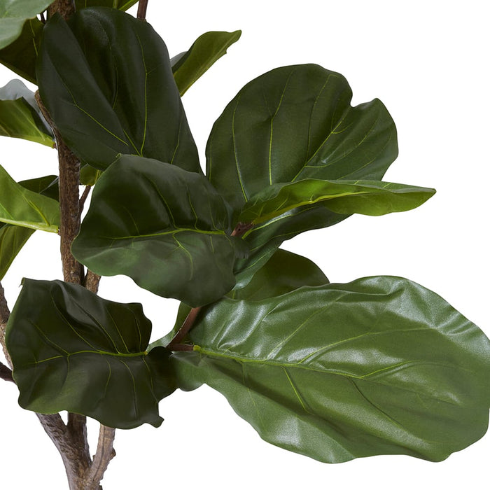 Fiddle Tree - Green, 180cm (H)