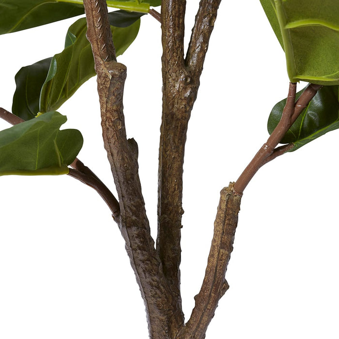 Fiddle Tree - Green, 180cm (H)