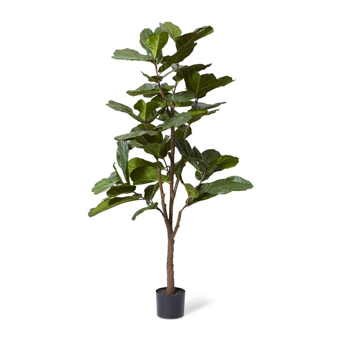 Fiddle Tree - Green, 180cm (H)