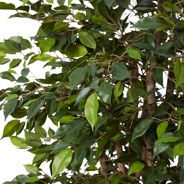 Ficus Mini Tree - Green, 150cm (H)