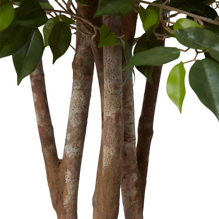 Ficus Mini Tree - Green, 150cm (H)