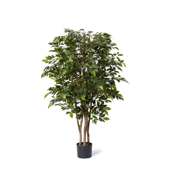Ficus Mini Tree - Green, 150cm (H)