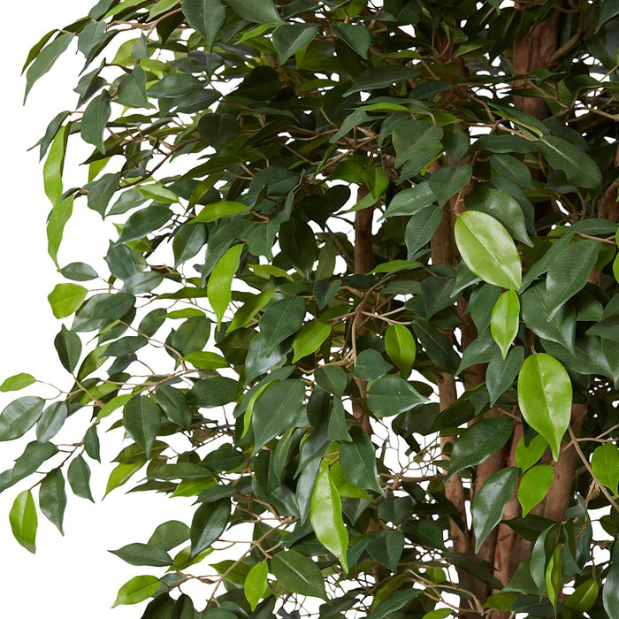 Ficus Mini Tree - Green, 180cm (H)