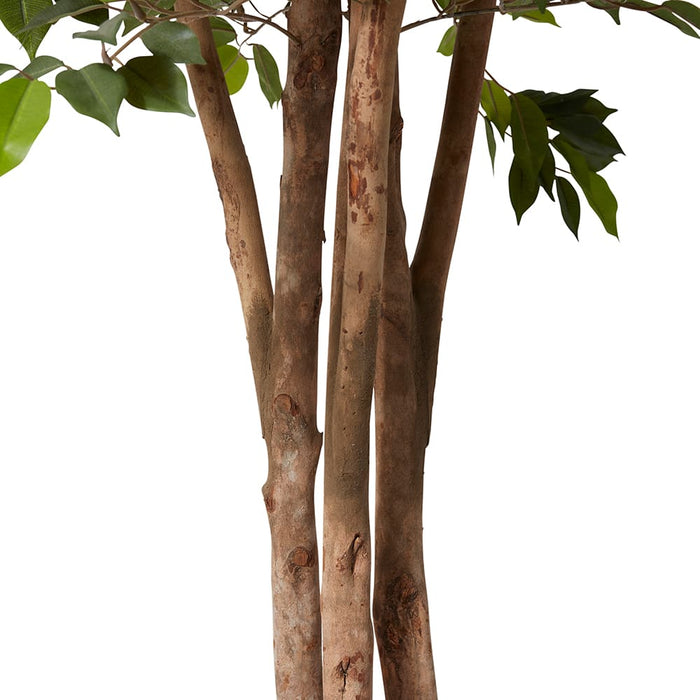 Ficus Mini Tree - Green, 180cm (H)