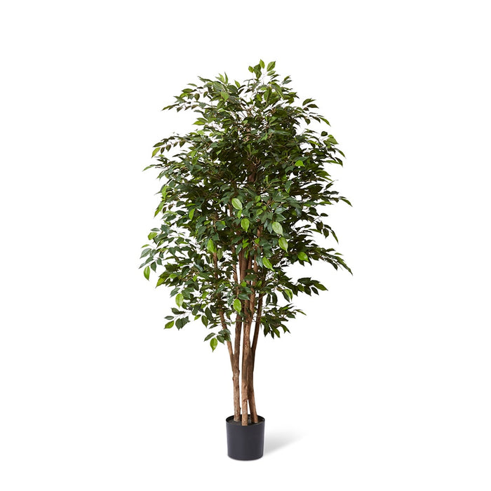 Ficus Mini Tree - Green, 180cm (H)