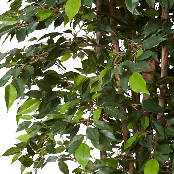 Ficus Mini Tree - Green, 210cm (H)