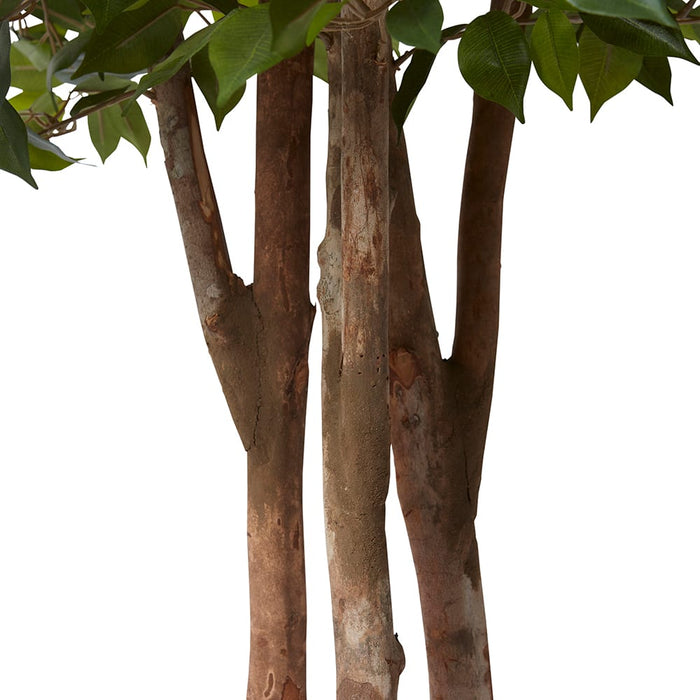 Ficus Mini Tree - Green, 210cm (H)