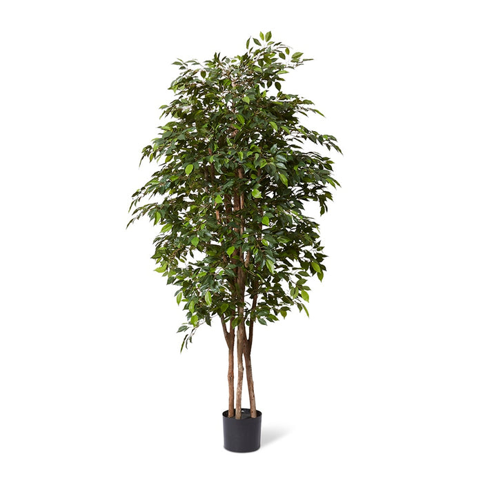 Ficus Mini Tree - Green, 210cm (H)