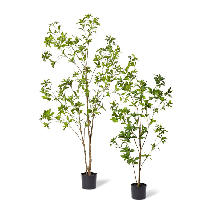 Pieris Japonica Tree - Green, 120cm (H)
