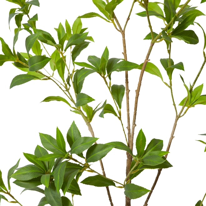 Pieris Japonica Tree - Green, 120cm (H)