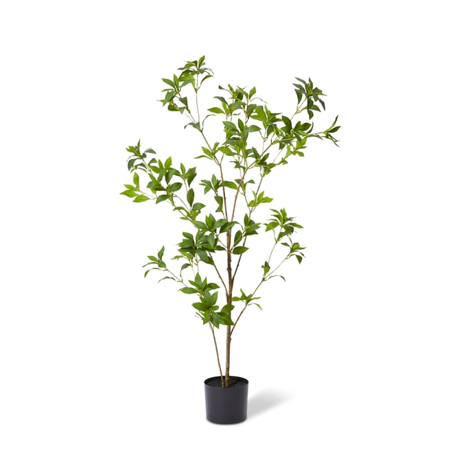 Pieris Japonica Tree - Green, 120cm (H)