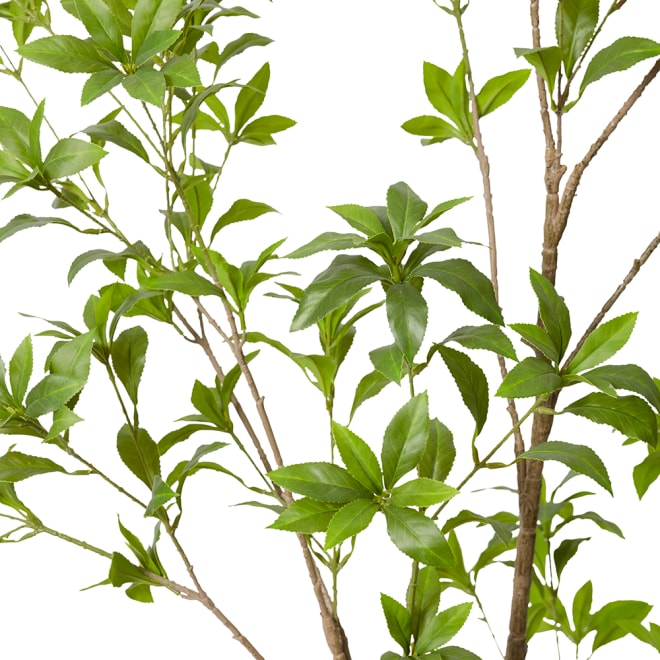 Pieris Japonica Tree - Green, 180cm (H)