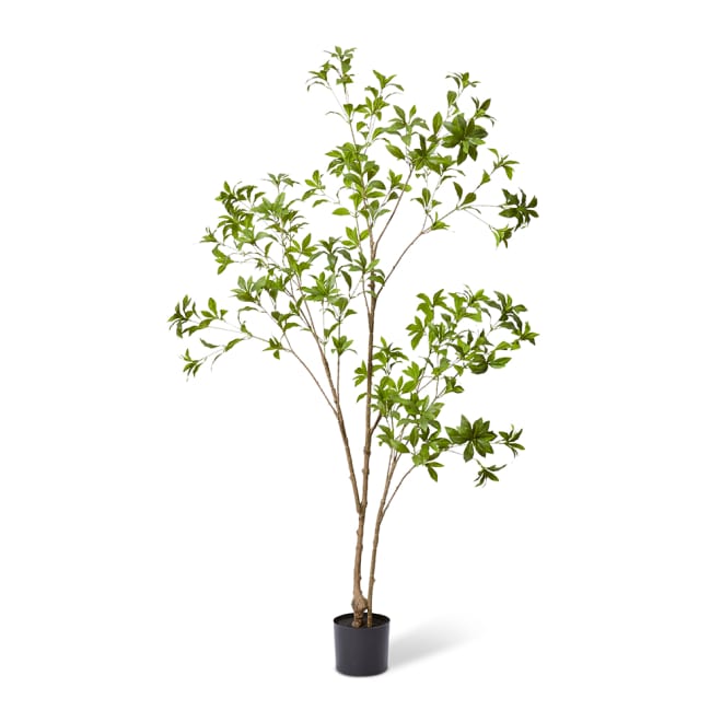 Pieris Japonica Tree - Green, 180cm (H)