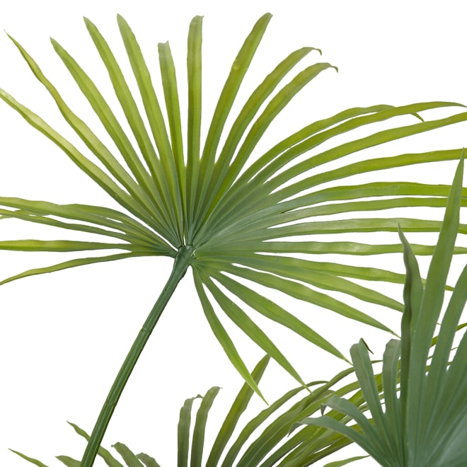 Kwai Palm (Outdoor) - Green, 180cm (H)
