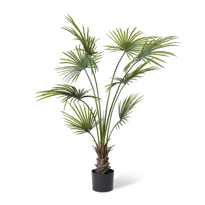 Kwai Palm (Outdoor) - Green, 180cm (H)