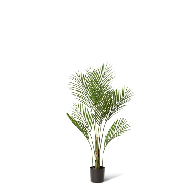 Palm Phoenix (Outdoor) - Green, 90cm (H)