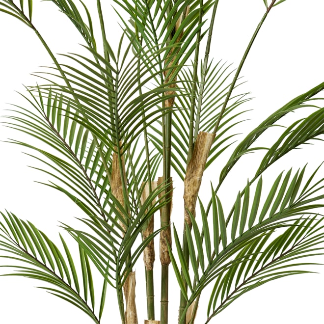 Palm Phoenix (Outdoor) - Green, 150cm (H)