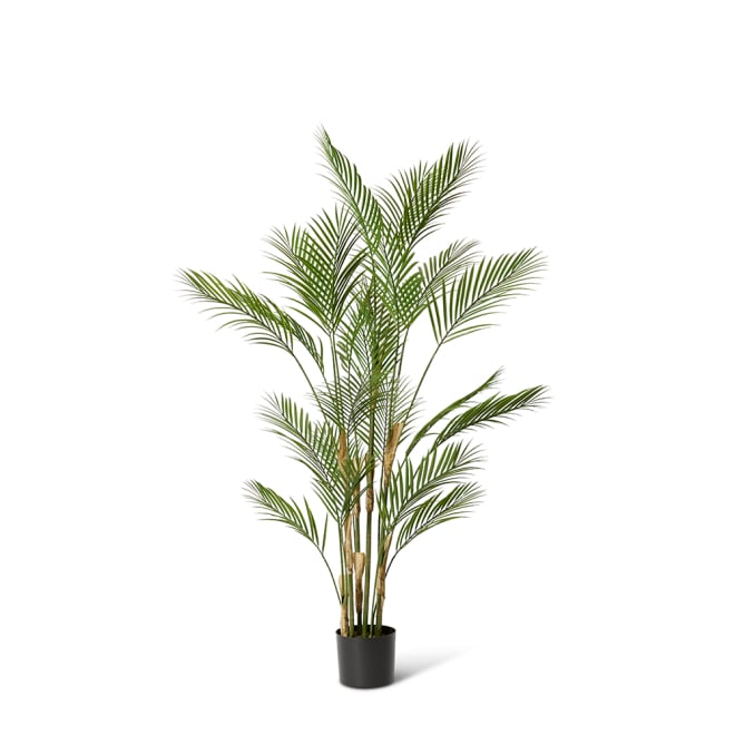 Palm Phoenix (Outdoor) - Green, 150cm (H)