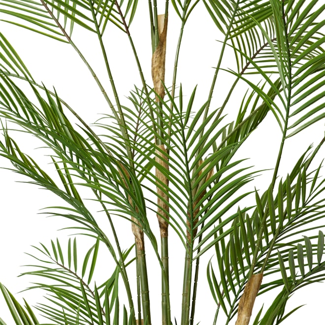Palm Phoenix (Outdoor) - Green, 180cm (H)