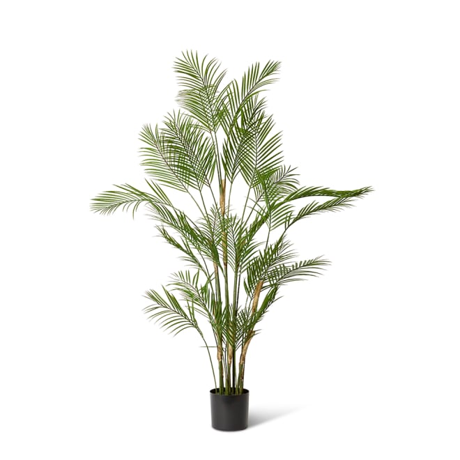 Palm Phoenix (Outdoor) - Green, 180cm (H)