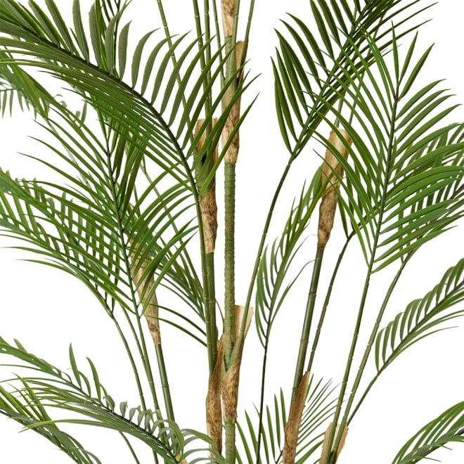 Palm Phoenix (Outdoor) - Green, 210cm (H)