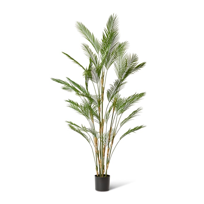 Palm Phoenix (Outdoor) - Green, 210cm (H)