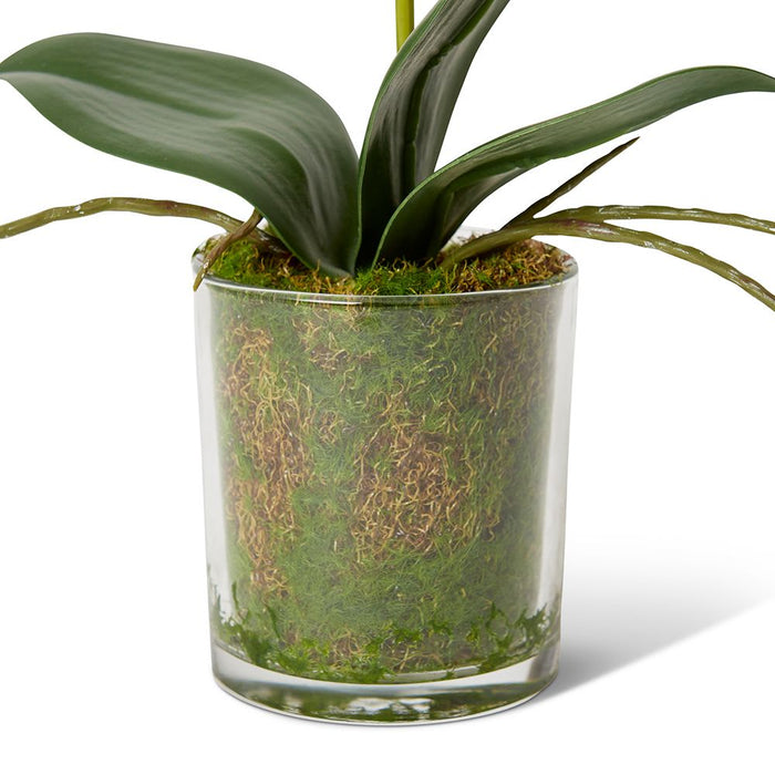 Phalaenopsis Mini - White/Clear, 30cm (H)