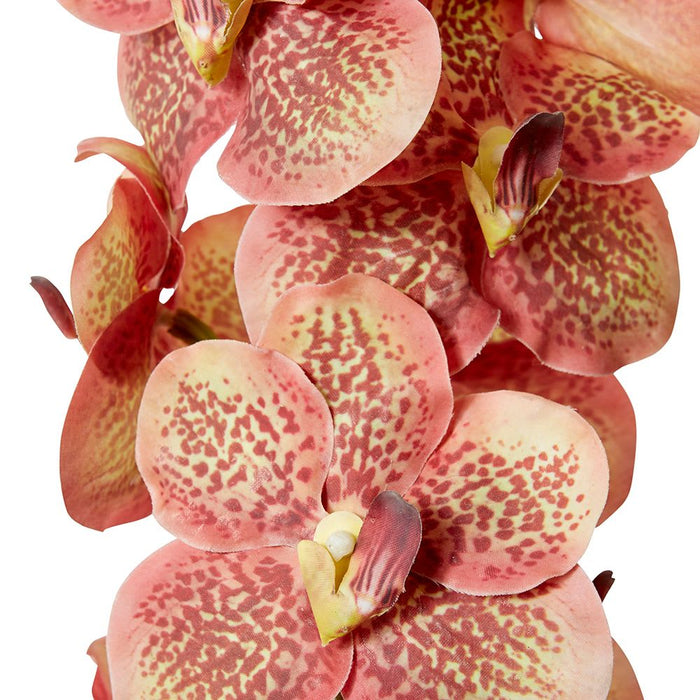 Vanda Orchid Pack of 12 - Blush, 80cm (H)